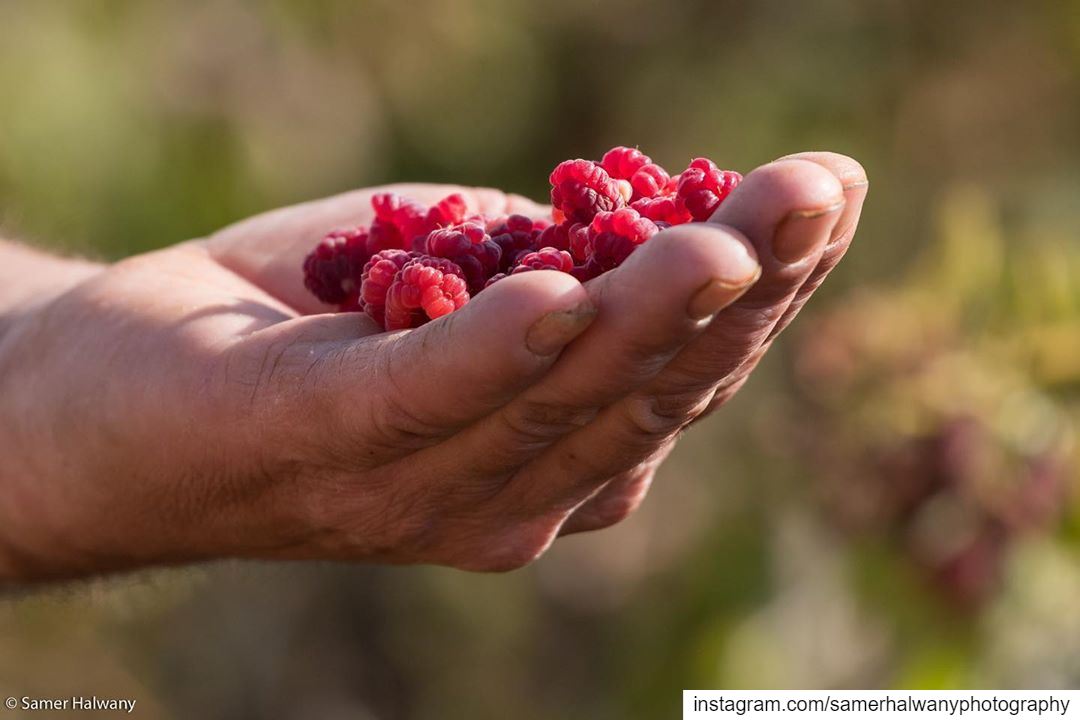 Fresh!...The  raspberry of  bekaa from the  farmer hand to your  table...