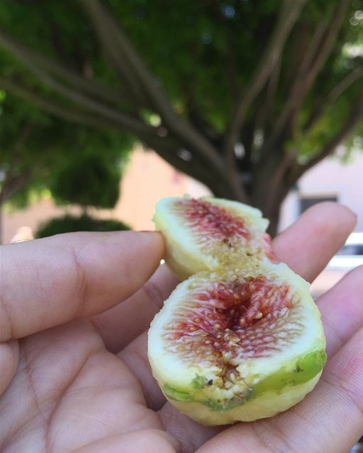 Freshly picked figs 🍃..... fruit  fruits  lebanon  beirut    food ... (Koûsba, Liban-Nord, Lebanon)