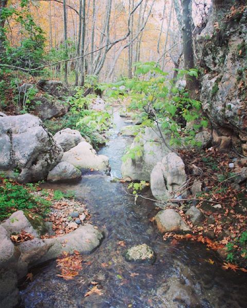  freshmorning  morning  nature  green  fresh  river  tree  tannourine ... (Tannourine)