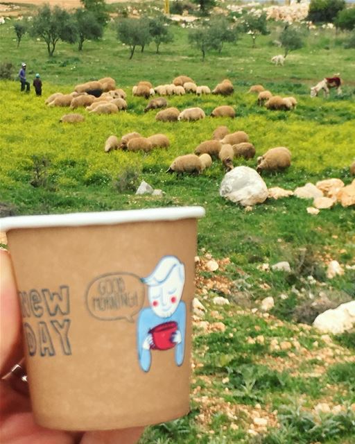 Friday vibe ☕️💁🏽‍♀️🐏🐐🐑 (Koura)