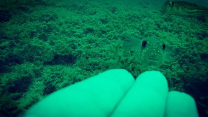 Friendly baby Puffer  fish mini bite 🐟 It likes it rough 🐡  pufferfish ... (Okaibeh)