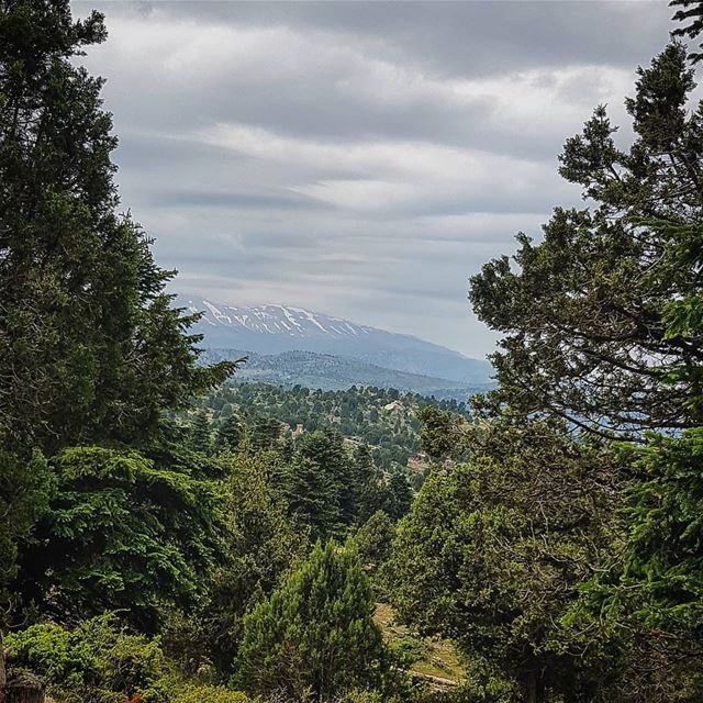 From Akkar fneidik you can see the snow of  Bcharre EL Arez... beautiful... (North Governorate)