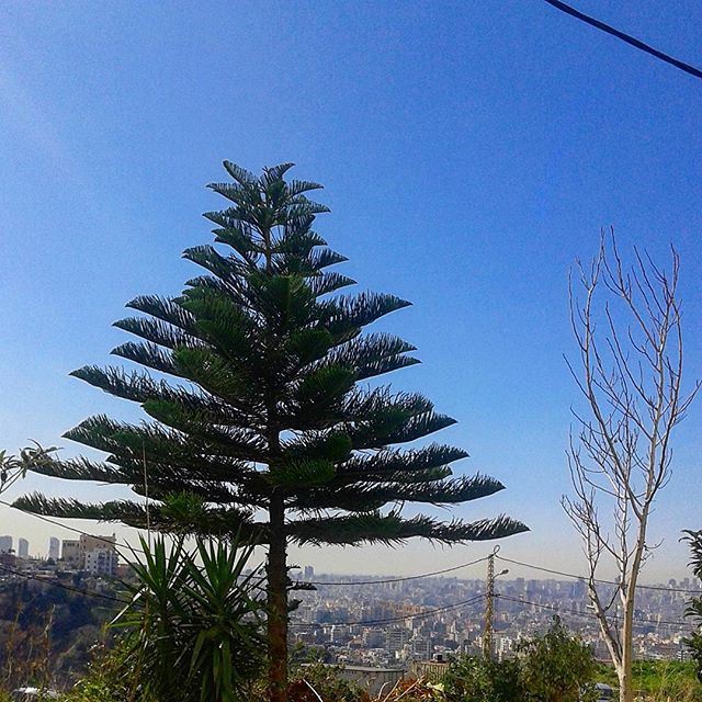 From Biakout alwaysgreen cedars bluesky (Beirut, Lebanon)