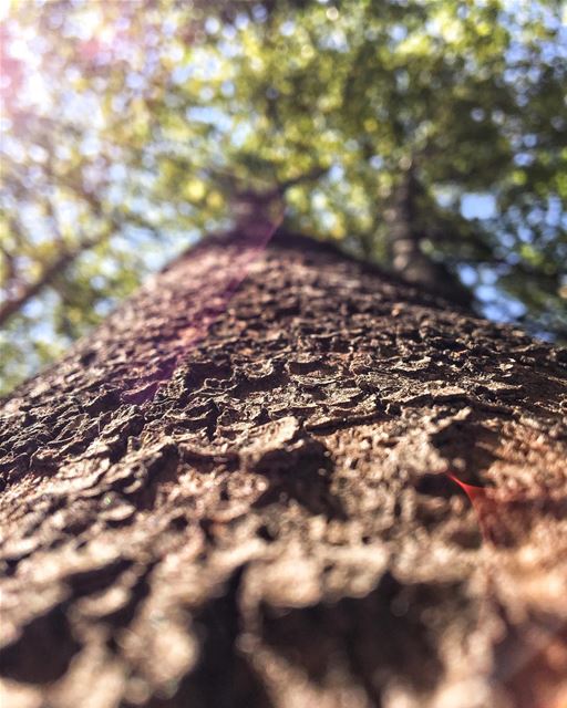 'from little seeds grow mighty trees...'''' nofilter  photography ... (Lebanon)