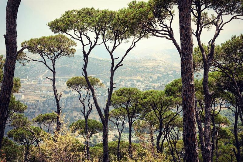 "From little seeds grow mighty trees" 🌳 Seed  Pine  Tree  Forest  jGrove...