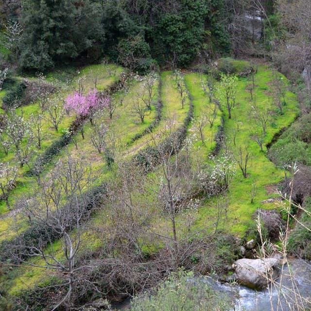 From qannoubine valley. Photo taken by me. (  proudlylebanese  green ...
