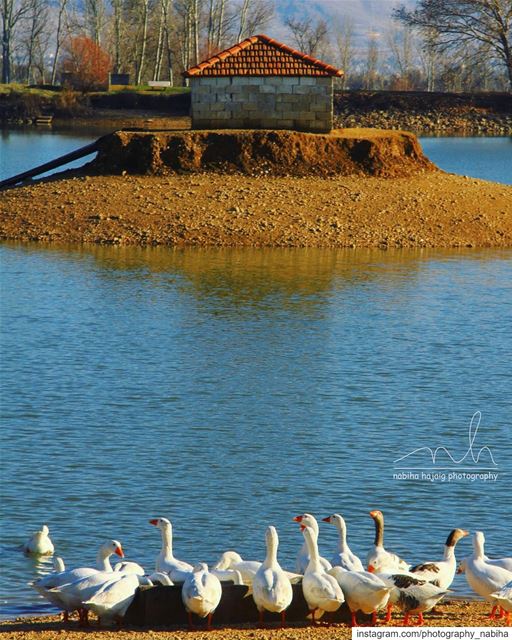 From Taanayel, Bekaa  river  pond  swans  duck  buildings  photography ... (Taanayel- Bekaa)