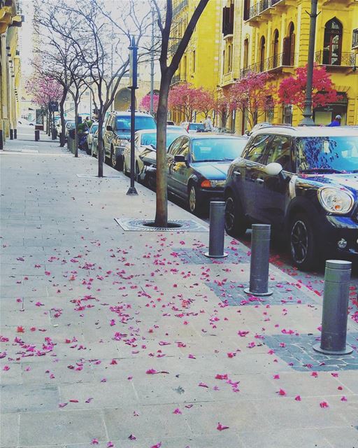 From the heart of  Beirut 💓 Beyrouth  Blossom  blossoming  Pinky ... (Beirut, Lebanon)