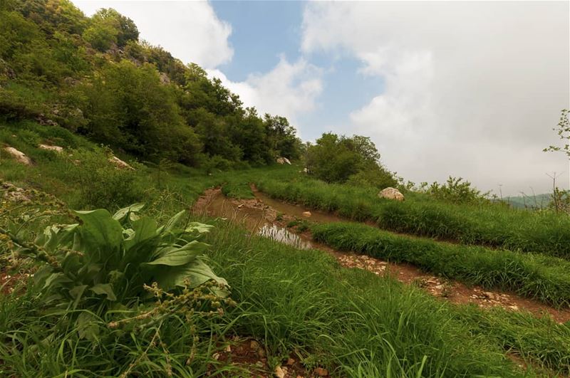 From today's hike @horshehdenreserve ••• Lebanon  Lebanese  Ehden ... (Horsh Ehden Nature Reserve)