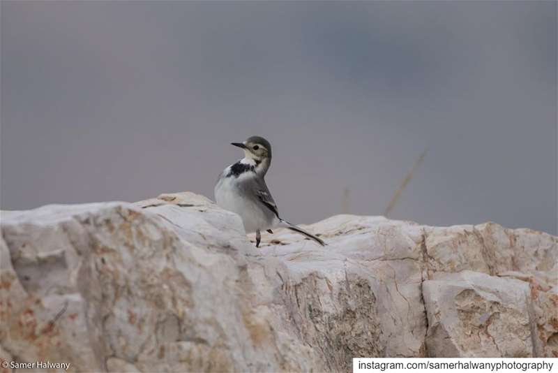 From yesterday  birdphotography Session a beautiful  encounter with a the ...