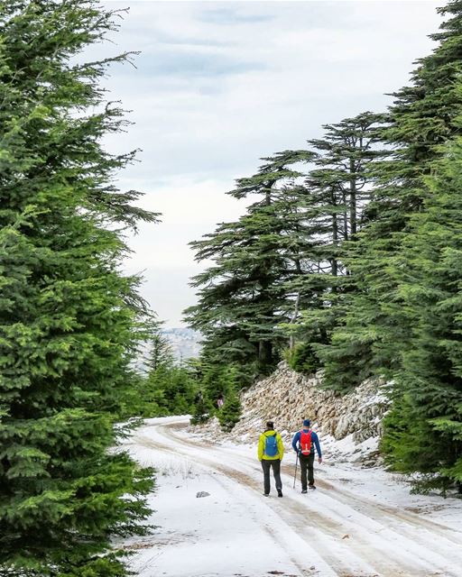Frosty Trails ❄️🚶🌲 hiking  trails  snow  cedars  trees  cold  winter ... (Bmahray, Mont-Liban, Lebanon)