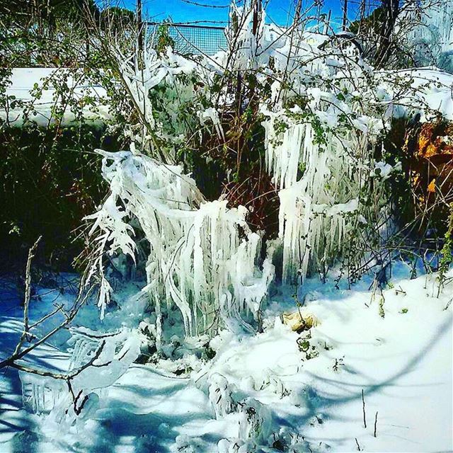 Frozen fig... (Falougha, Mont-Liban, Lebanon)