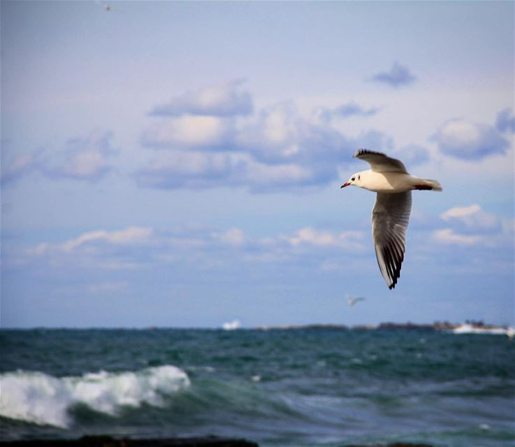 Frozen in time. bird  cold  wind  winter  water  waves  wave  beach  sea ... (El Zireh Mina Tripoli)