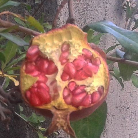 fruit fruits grenadinepromogranade