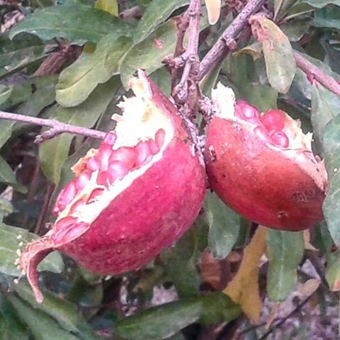 fruit grenadine twins (Mrayjet Shtaura)