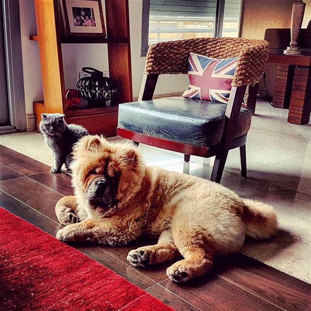 Fur  morning  furryfamily  beforetheattack  chowchow  scottishfold ... (Beirut, Lebanon)