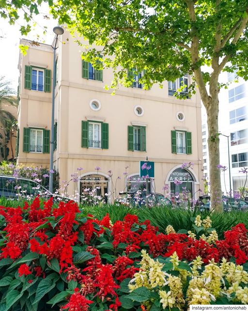 G🏵️d Morning ... (Downtown Beirut)