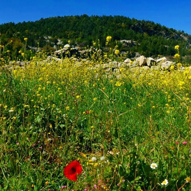 garden flowers coquelicot mountain discoverlebanonsnature forest