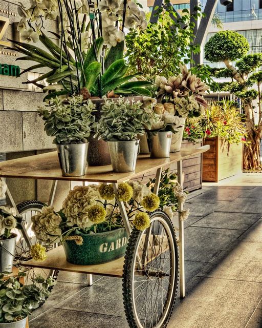  garden  flowers  spring  weather  nature  naturephotography  amazing  hdr... (Qubic Center)