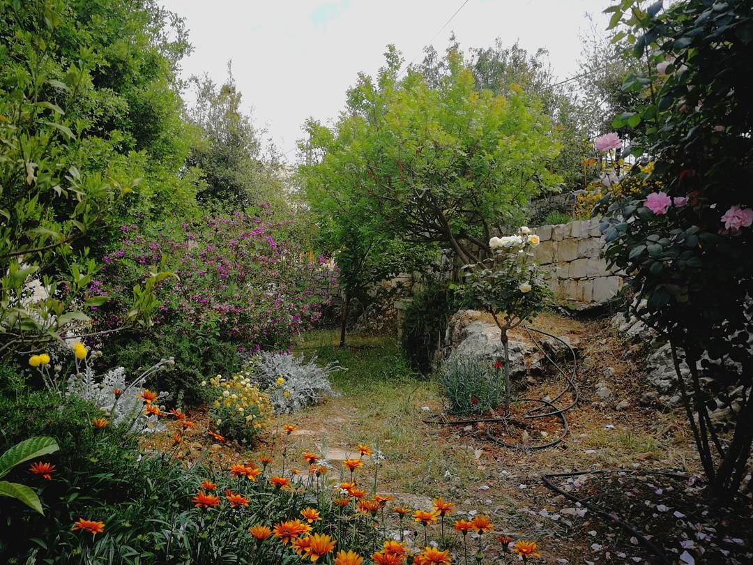 💚 garden  jardin  plants  trees  village  greenery  flowers  sunny ... (Les Terrasses de Abdelli)