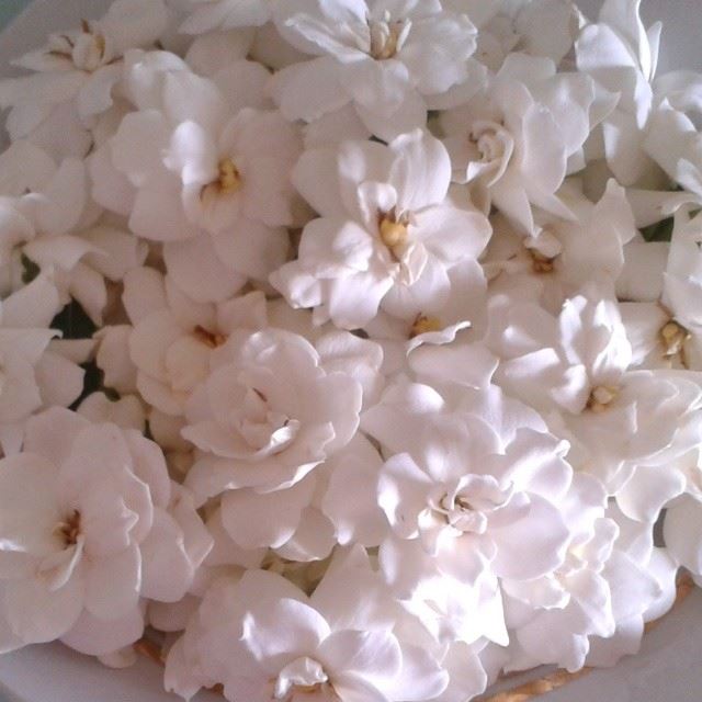 gardenia flowers