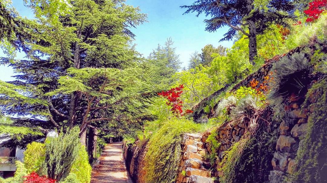 Gardens of Babylon on the Mediterranean.  lebanon  cedar  trees  garden ... (Lebanon)