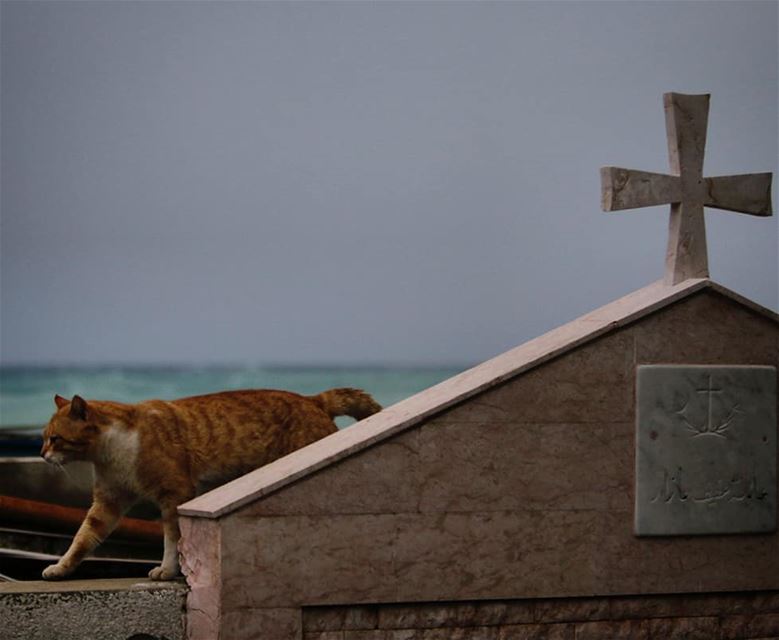 Gato de las tumbas -  ichalhoub in  Anfeh north  Lebanon shooting with a ...