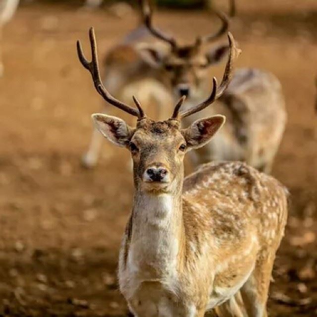  gazelle  deer  eyes  shooting  photography  lebanon  photos  pics ...