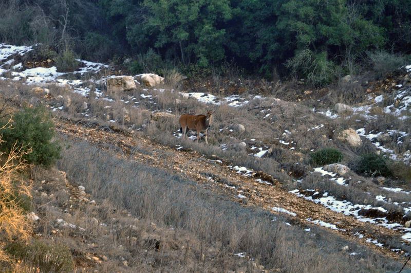 Gazelle or Antelopes on the borders of (Rmeich, South Lebanon)