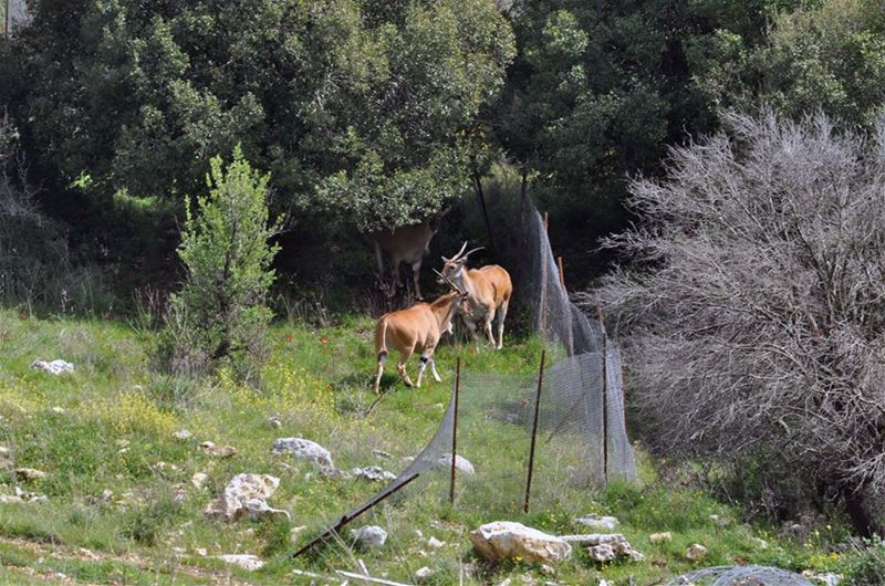 Gazelle or Antelopes on the borders of (Rmeich, South Lebanon)