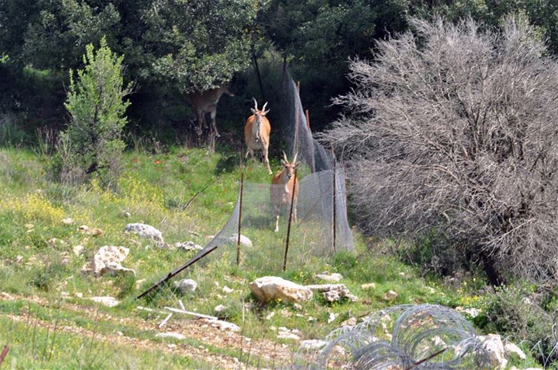 Gazelle or Antelopes on the borders of (Rmeich, South Lebanon)