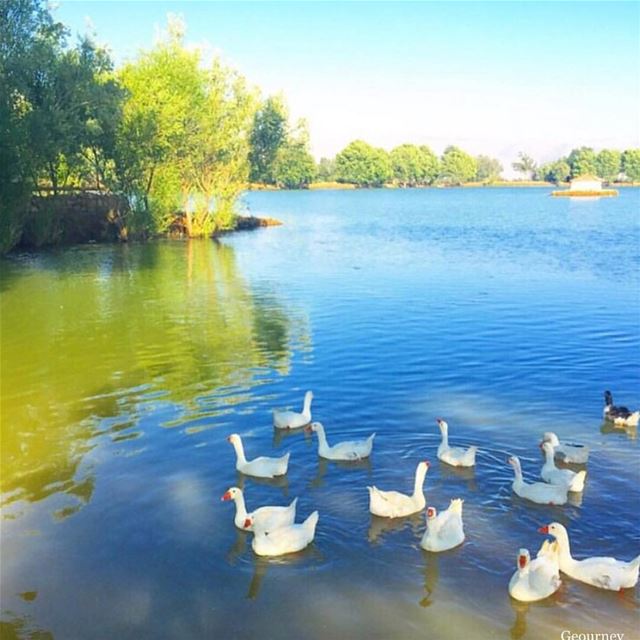 🌱🦀🐟🐳🐋🐬🦆🦆🍃🌿 ...📸 @geourney_ ... lake water sunnyday sun... (Deïr Taanâyel, Béqaa, Lebanon)