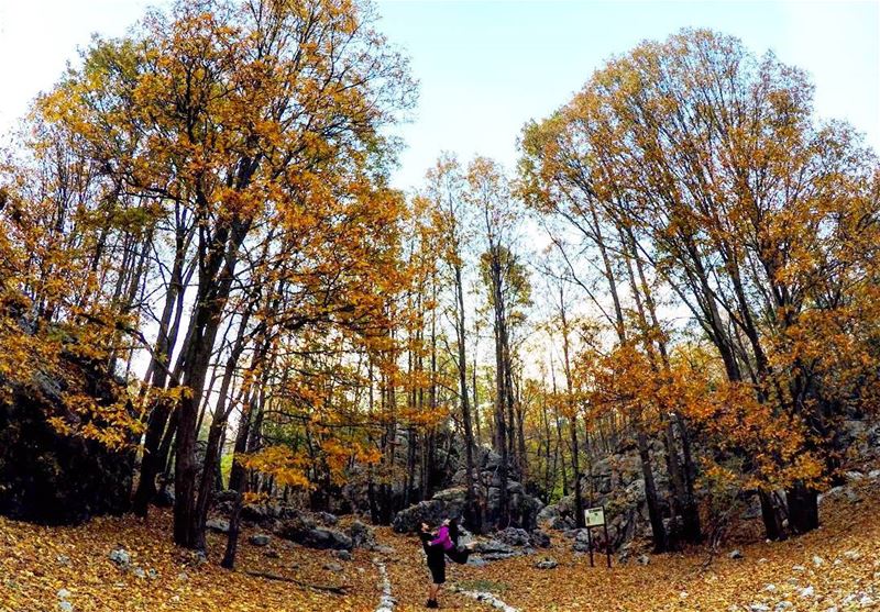 Get lost in  Nature and u'll find yourself  Happy 🍁🍂🍁🍂 Autumn  Hike ...