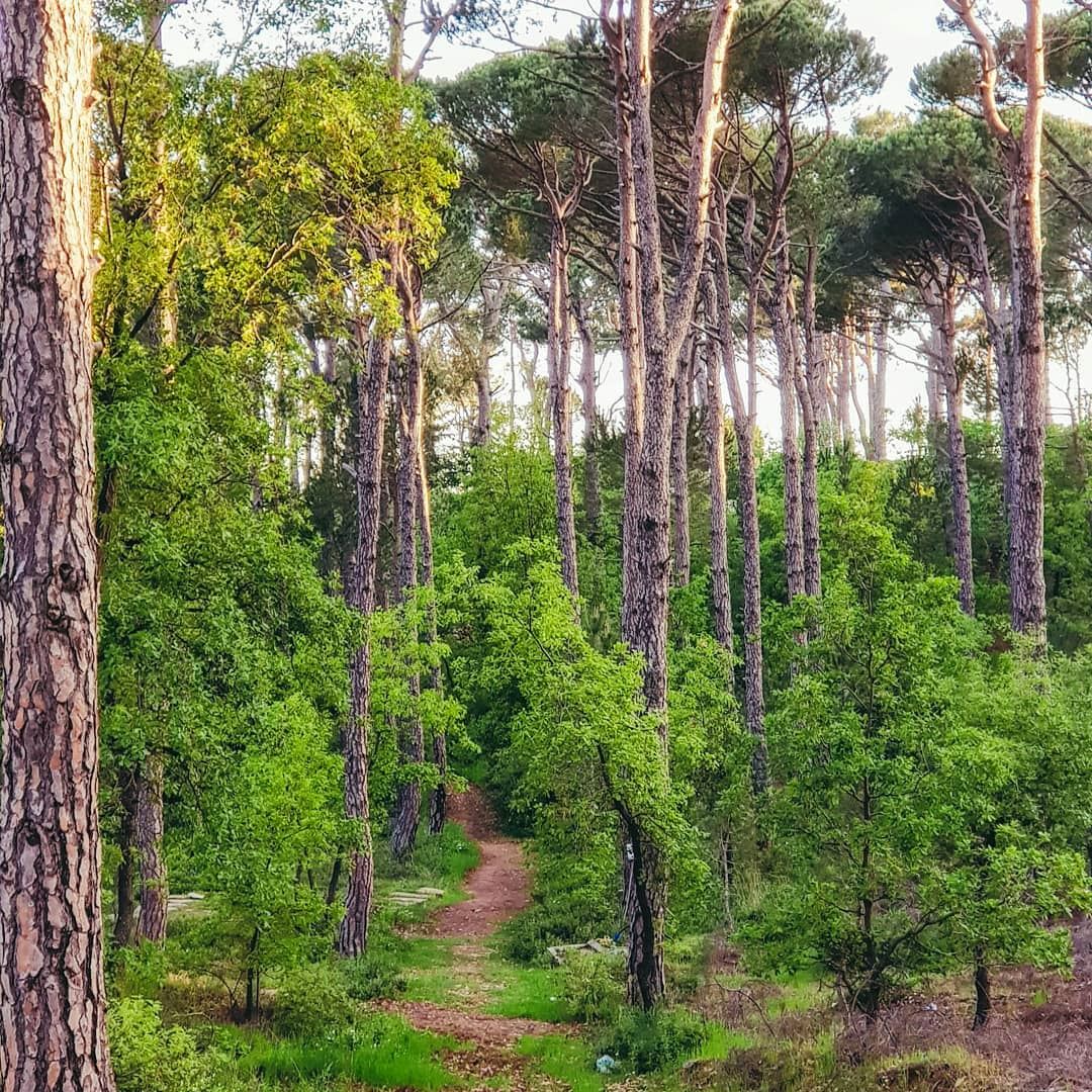 🌳Get lost in nature and you will find yourself 💚🌳 natgeoyourshot... (Bois De-Boulogne, Mont-Liban, Lebanon)