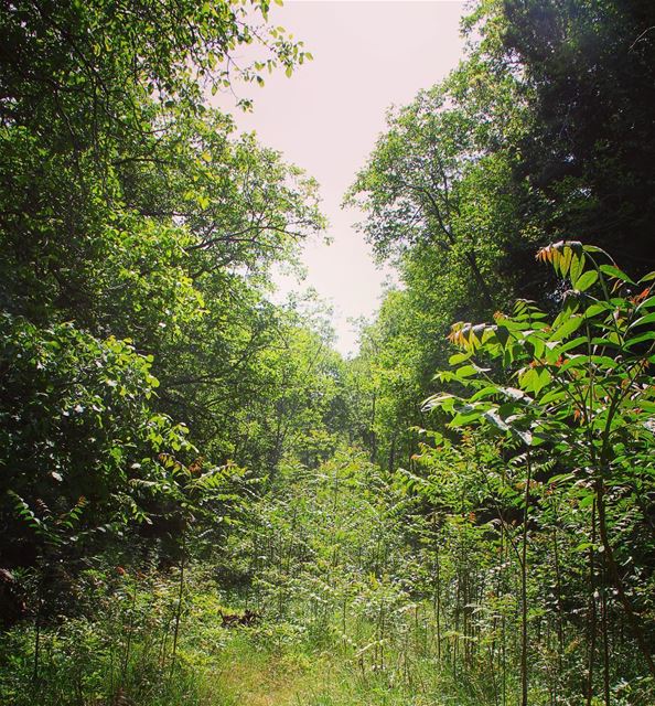 Getting lost in this place to find own self. lost  paradise  nature ... (Tannourine)