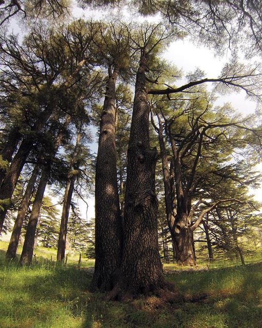 Giant among Giants  lebanon  nature  landscape  forest  trekking ...