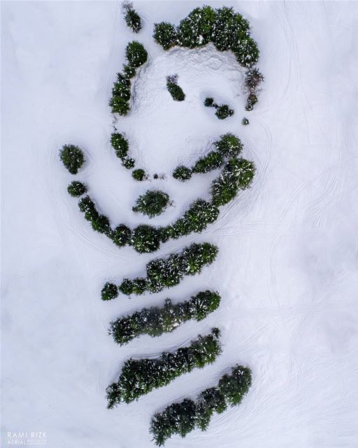 Giant Snowman ☃️🌳...  cedars  northlebanon  lebanon  dji  drones ... (Cedars of God)