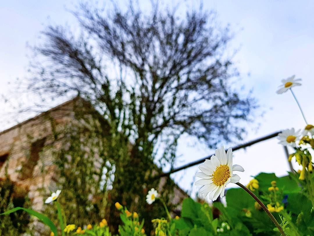 Give everyday the chance to become the most beautiful day of your life...🌼 (Dahr El-Suwan, Mont-Liban, Lebanon)