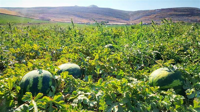 Give me a  sane place to stand🌱🍉 ...& I'll move the  earth 🌎 ... (Al Wazzani, Al Janub, Lebanon)