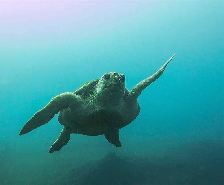 Give me five!... from the blue of the  mediterenean  sea  lebanon  beirut ...