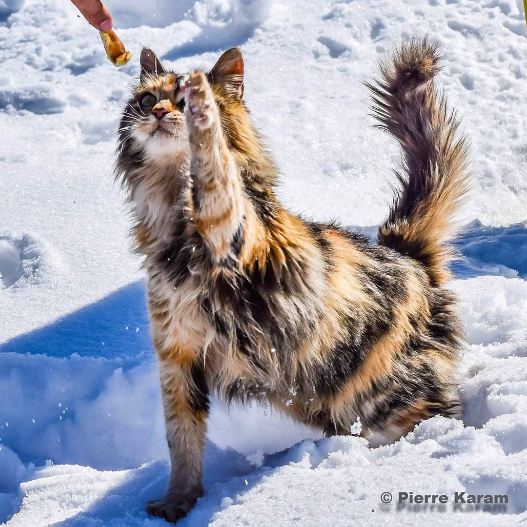  give  me  food  wild  cat  pet  eating  snow  sunny  lebanon  lebanese ...