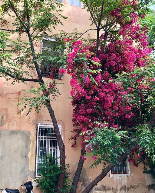 Glimpses of Beirut.  mycity  beirut  capital  bougainvillea ...