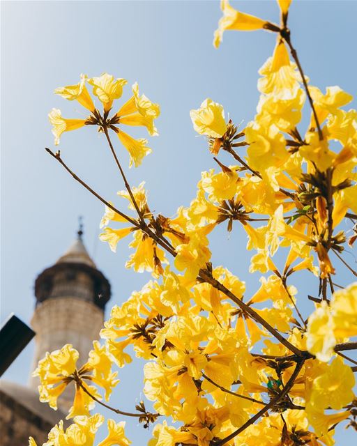 Go away winter ☔️spring is here 🌼🌼🌼 у нас сегодня льёт по-зимнему, а жар (Downtown Beirut)