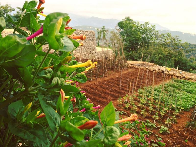 Go out and taste the beauty of the wild. (Annaya-mar charbel)