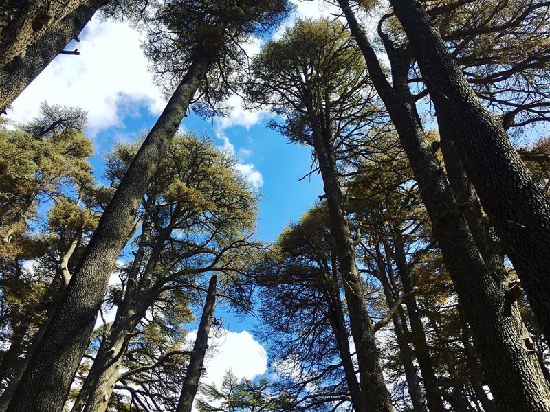 Go where you feel most alive . lebanonview  cedarsofgod  ارزالرب ... (ارز الرّب)