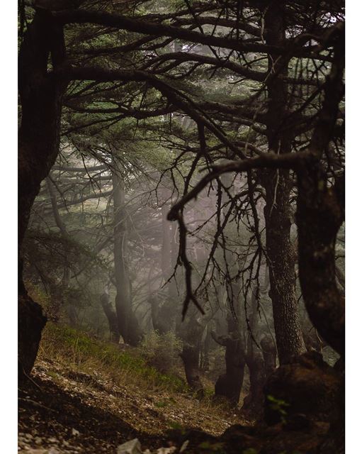 Go where you feel most alive...... nature naturephotography... (Arz el Maasser)