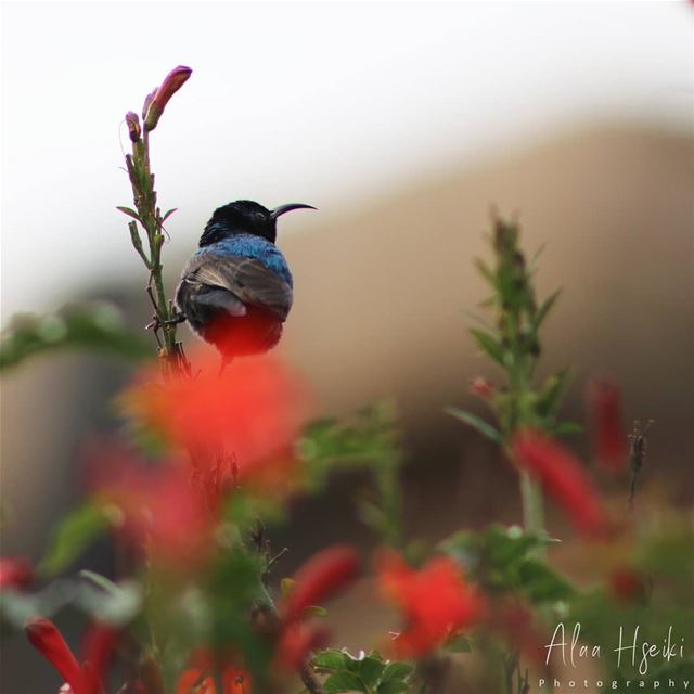 Go Where Your Dreams Take You! 🌅... Hseiki  Lebanon  birds  nature ... (Baïssoûr, Mont-Liban, Lebanon)