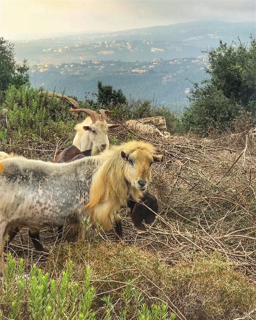 Goat flock  lebanon ... animal  animalplanet  nationalgeography ...