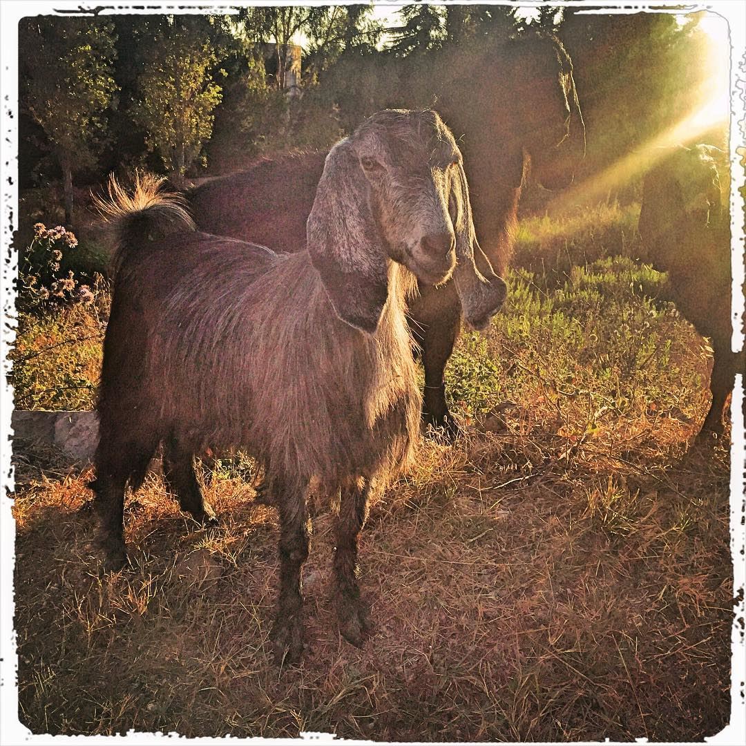 Goat in end of day  light  mountain  rural_love  goat  chevre  ig_lebanon ...