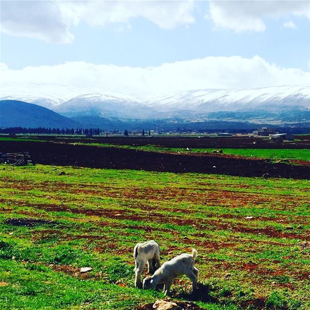 Goats picnic 😁😆  bekaa  livelovebekaa  livelovebekaa  lebanon ...